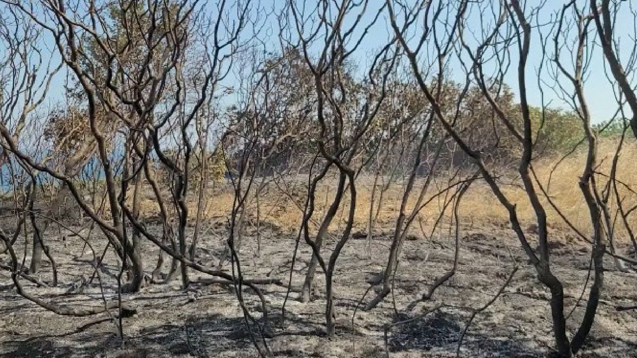 Tekirdağ’da orman yangını! Yüzlerce ağaç kül oldu