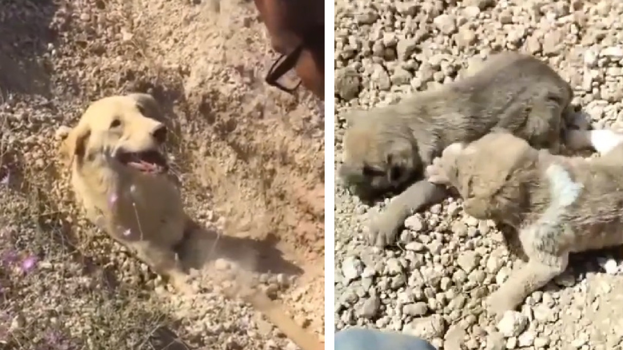 Toprak altında kalan anne köpek ve 5 yavrusu böyle kurtarıldı