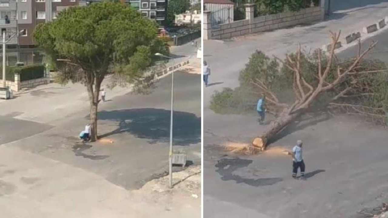 Bakan Kurum'dan İzmir Büyükşehir Belediyesinin ağaç kesimine tepki!