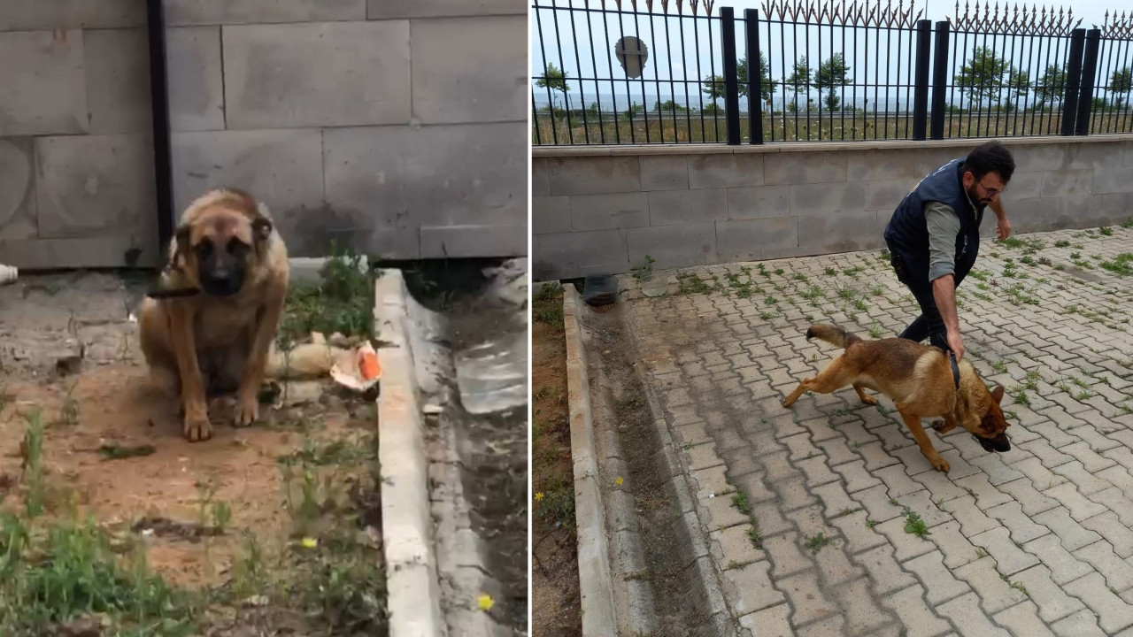 Trabzon'da ilginç olay: Bekçiyi ısıran köpek gözaltına alındı!