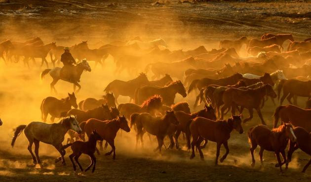 Erciyes'in eteklerindeki özgürlüğün hikayesi: Yılkı atları