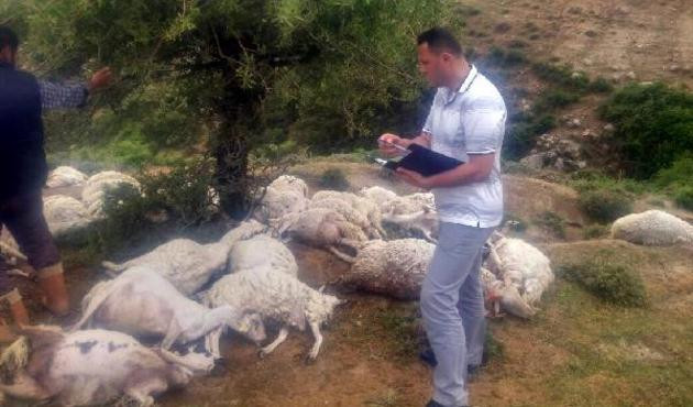 Burhaniye'de 73 koyun telef oldu...