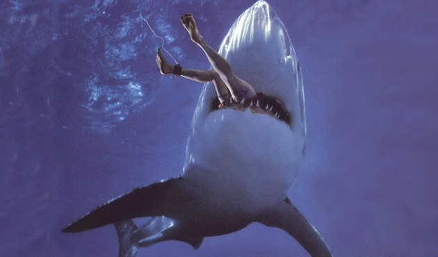 'Büyük beyaz köpekbalığı' neden hiç akvaryumlarda bulunmaz?