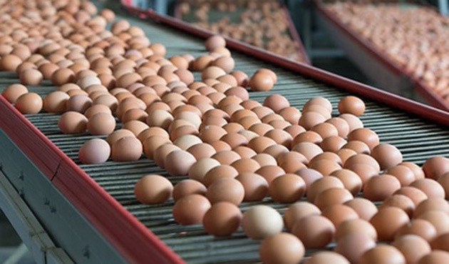 Zehirli yumurta skandalı! 57 çiftlikte birden tespit edildi...