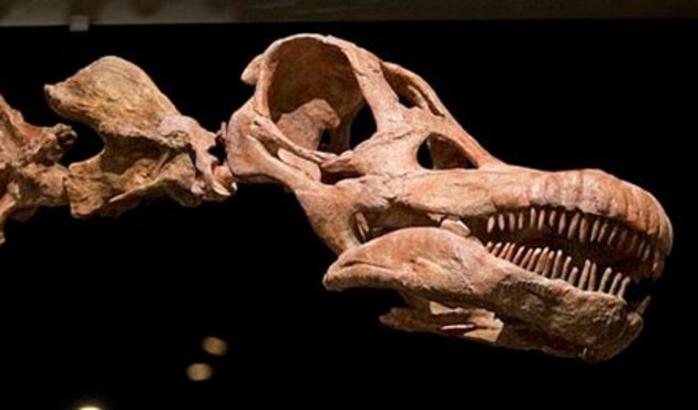 En büyük dinozorun fosilleri keşfedildi!