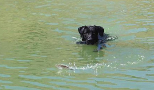 Gören şaşıp kalıyor! 'Çomar' isimli bu köpek balık yakalıyor...