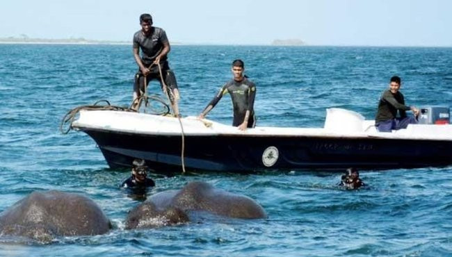 Sri Lanka'da denize sürüklenen filler bakın nasıl kurtarıldı!