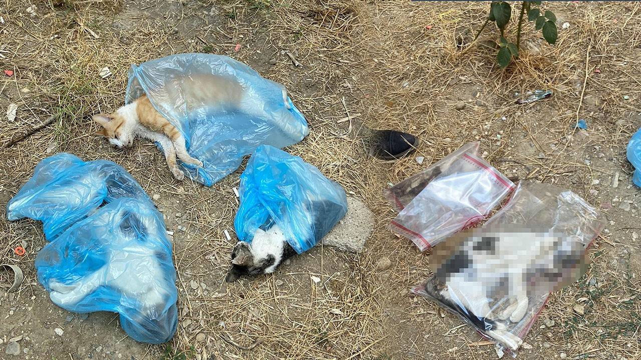 Zehirledikleri öne sürüldü! 15 kedi ile 1 köpek ölü bulundu