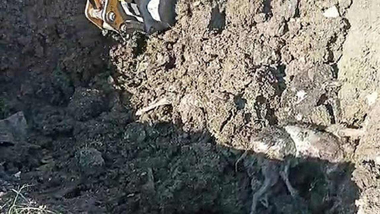 Düzce'de kazılan yerlerden 15 köpek ölüsü çıktı, soruşturma başlatıldı