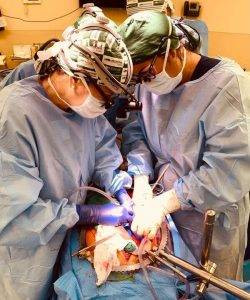 Beyin ölümü gerçekleşen hastaya genetiği değiştirilmiş domuz böbreği implant edildi