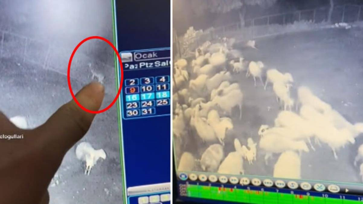 Güvenlik kamerasına takıldı! Köydeki koyun sürüsüne dalan kurt, kuzuyu alıp kaçtı