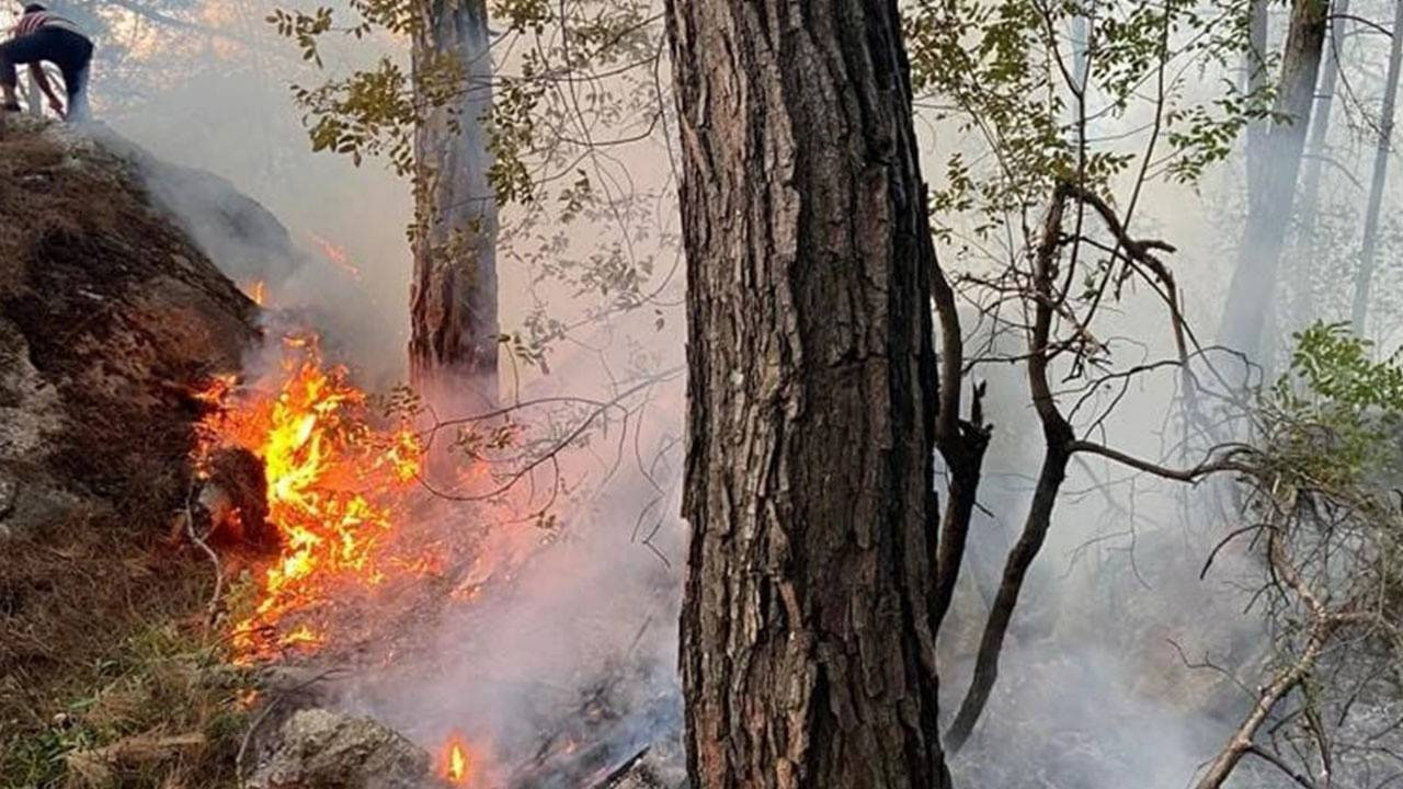 Son dakika! Antalya'da orman yangını